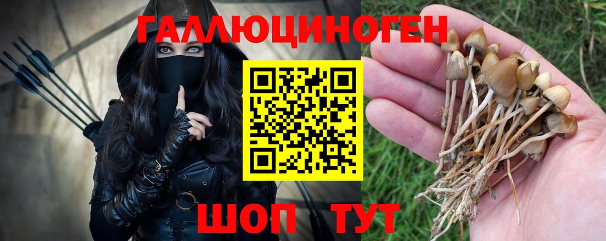 Новотроицк  купить закладку  Вход с VPN  Псилоцибиновые грибы GOLDEN TEACHER 
